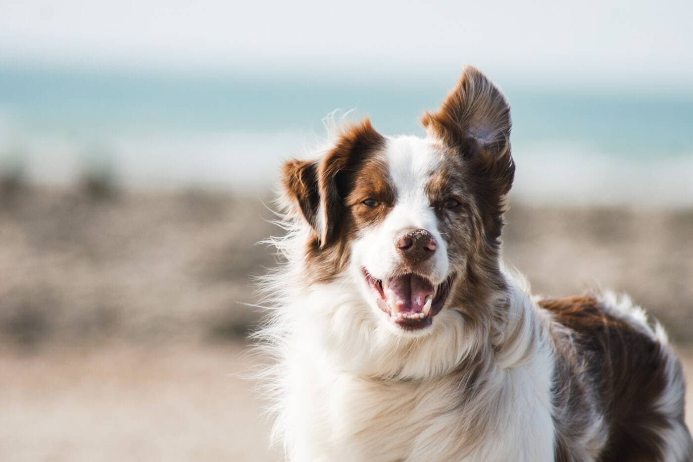 Rescue dog Mika looking for a home